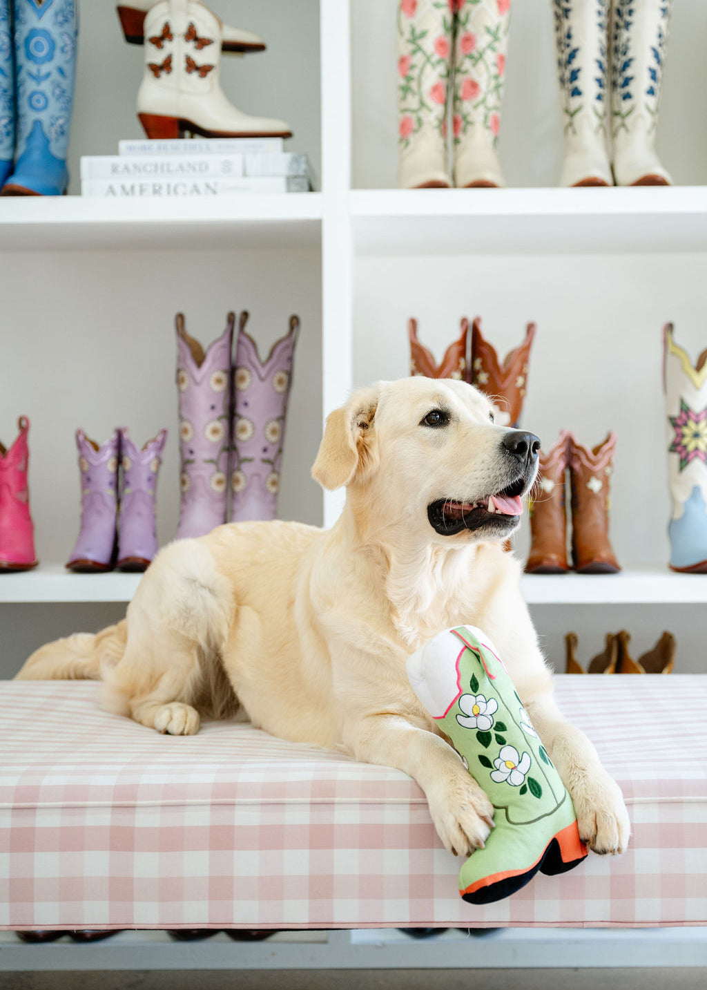 Dog beside the Maggie boot-shaped plush toy